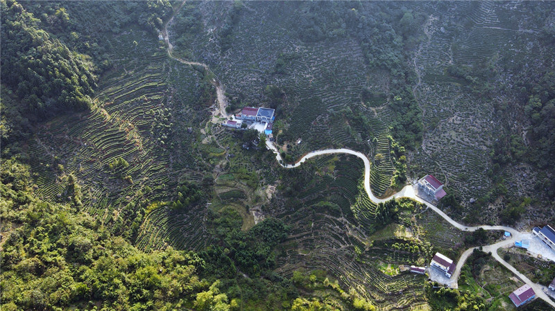 曉天鎮(zhèn)：神奇白桑園  茶香彌漫艷陽(yáng)天