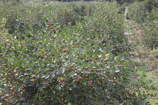 河棚鎮(zhèn)：秋風(fēng)拂面油茶香  青山增綠果滿倉(cāng)