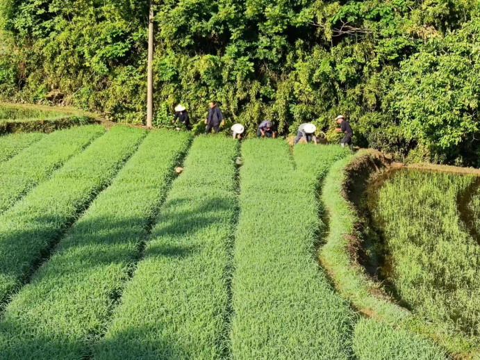 高峰鄉(xiāng)：開(kāi)展集中移栽    鋪開(kāi)“豐收畫(huà)卷”